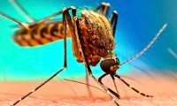 غربالگری ۹ هزار نفر از گروه‌های پرخطر هرمزگان در مسیر حذف مالاریا